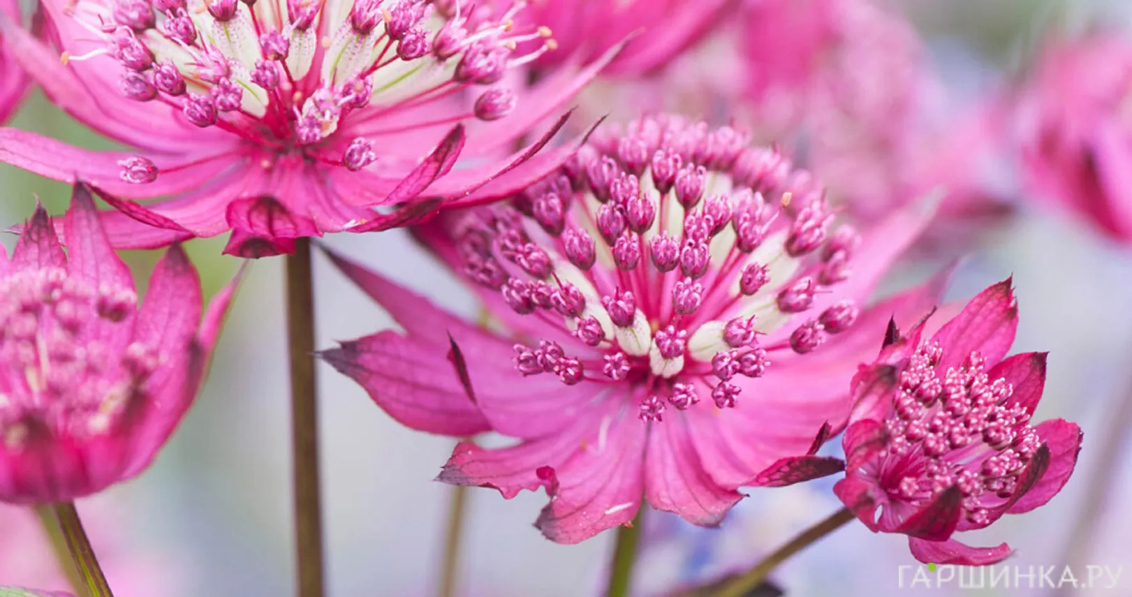 Астранция Руби Клауд