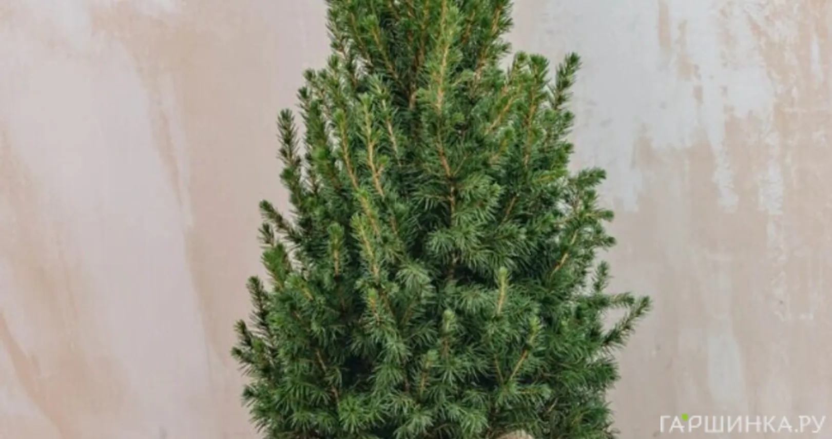 Ель канадская Десембер