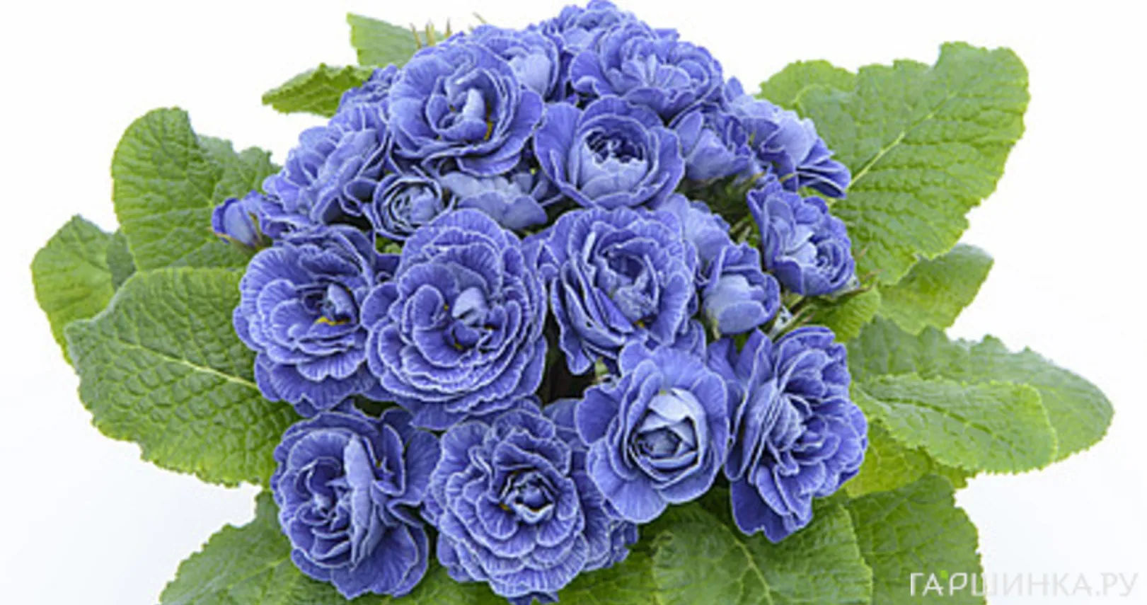 Примула Беларина Балтик Блю