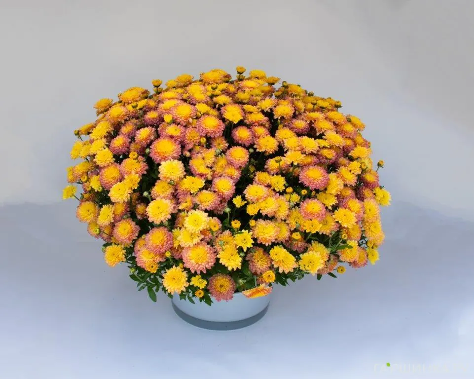 Хризантема мультифлора Браншуга