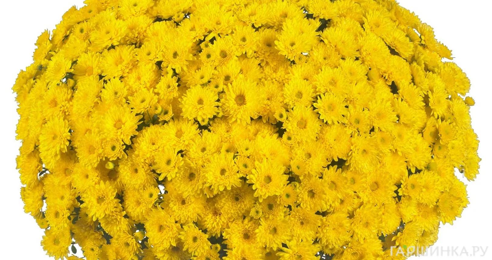 Хризантема мультифлора Круиз Еллоу