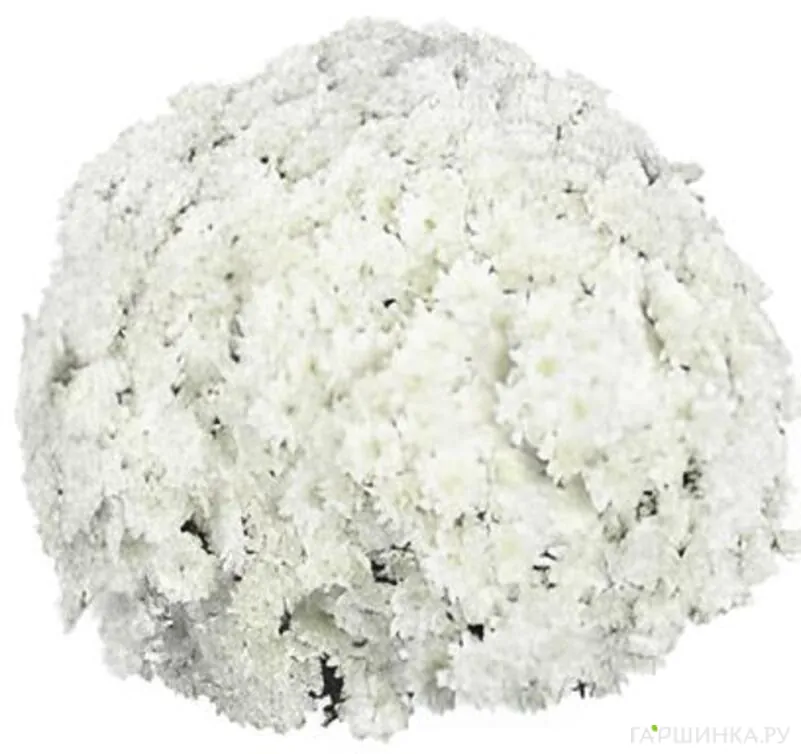 Хризантема мультифлора Файр Вайт