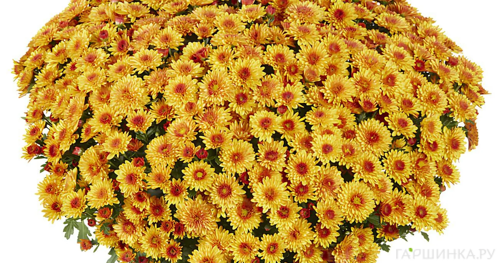 Хризантема мультифлора Ливели Оранж Биколор