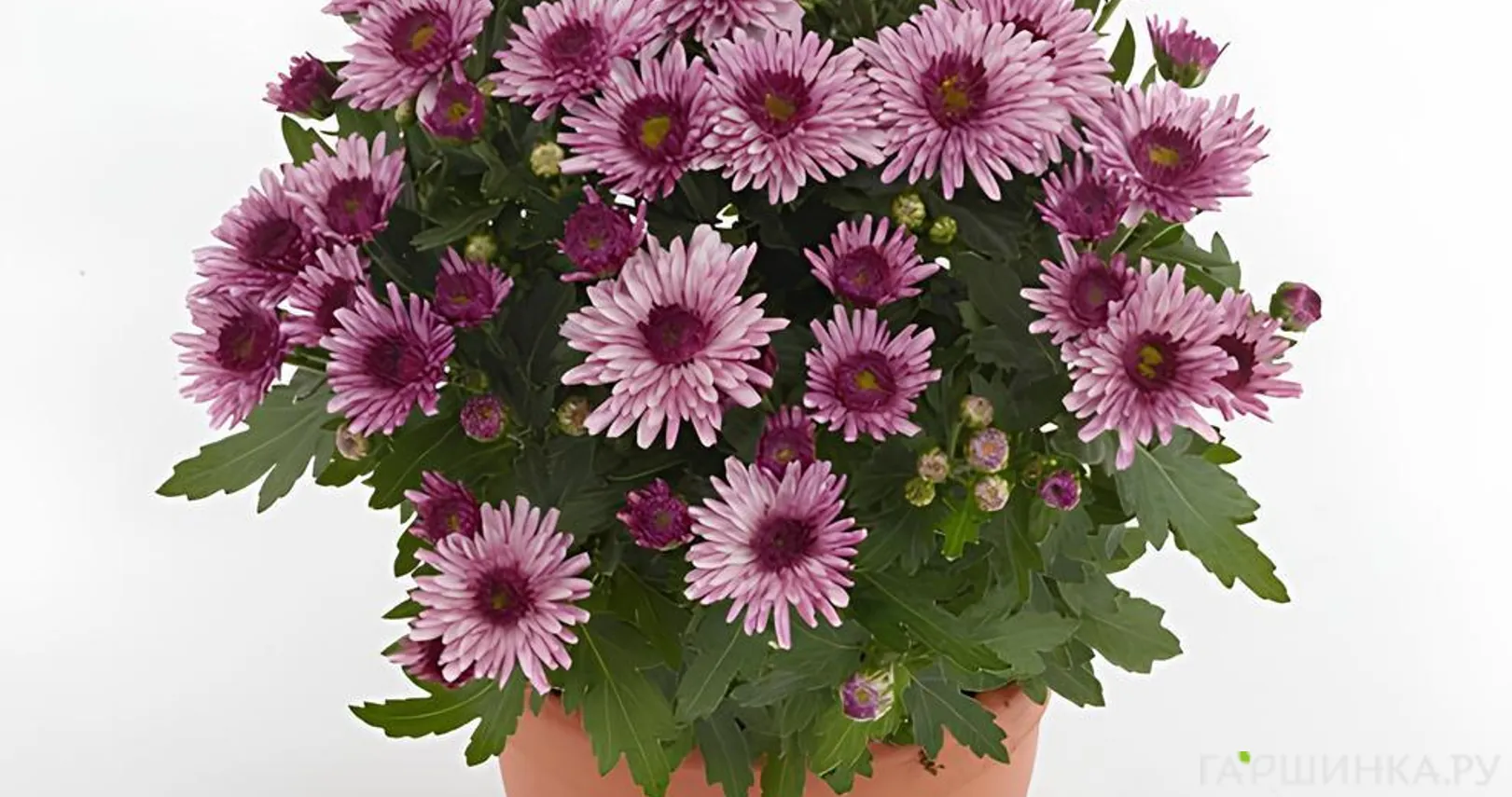 Хризантема мультифлора Подиум Пинк Биколор
