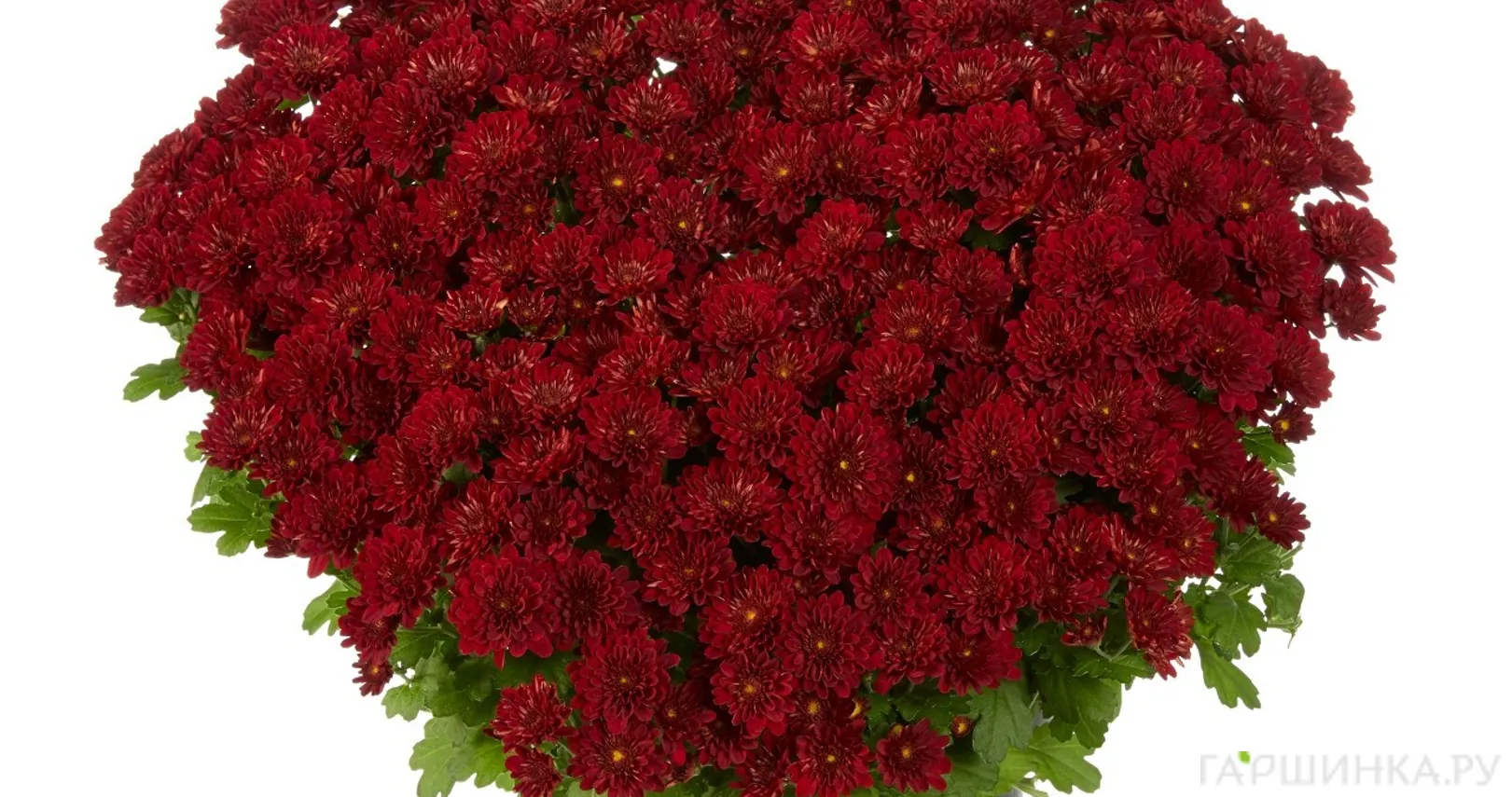 Хризантема мультифлора Пауэр Ред