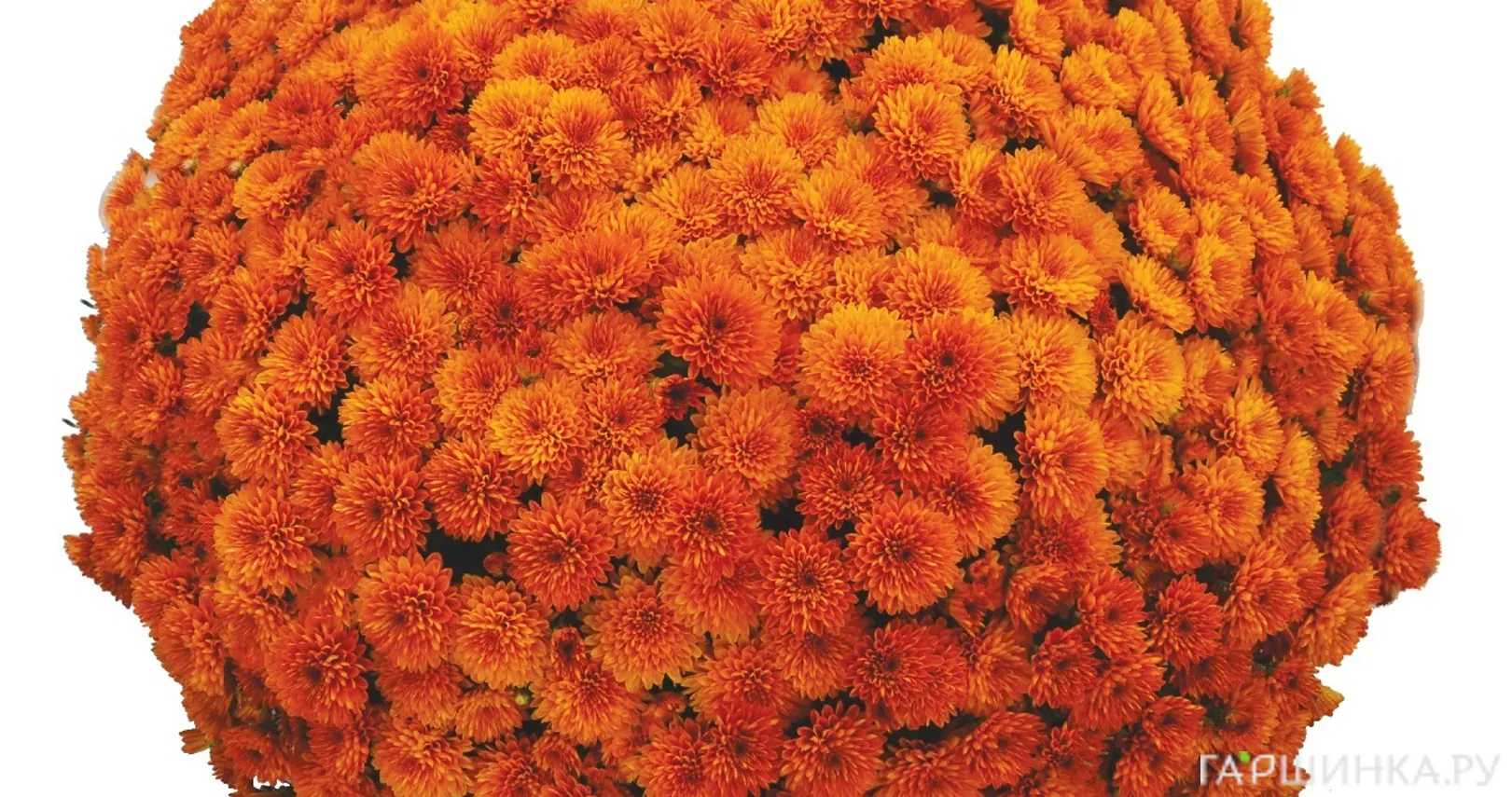 Хризантема мультифлора Тост Оранж