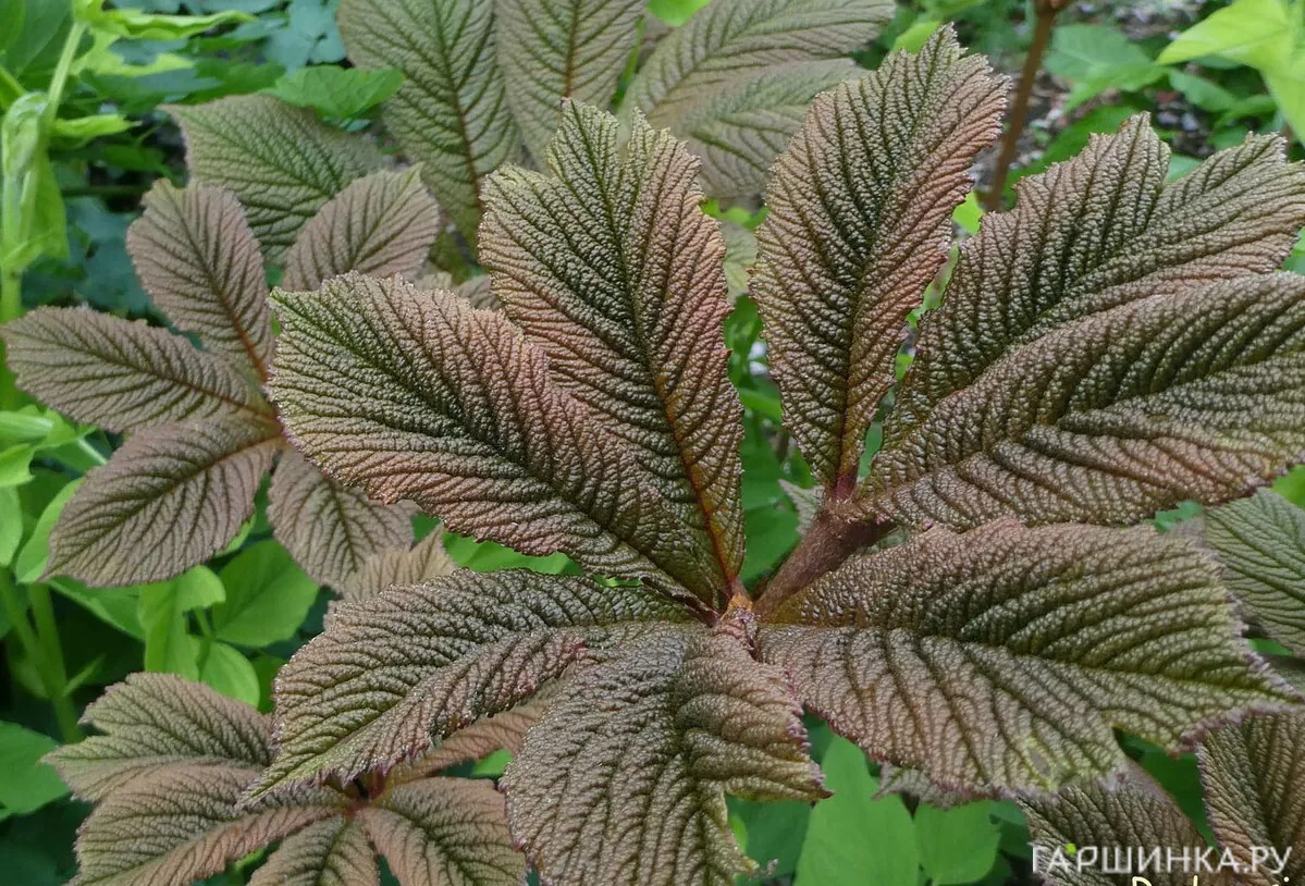 Роджерсия Геркулес перистая