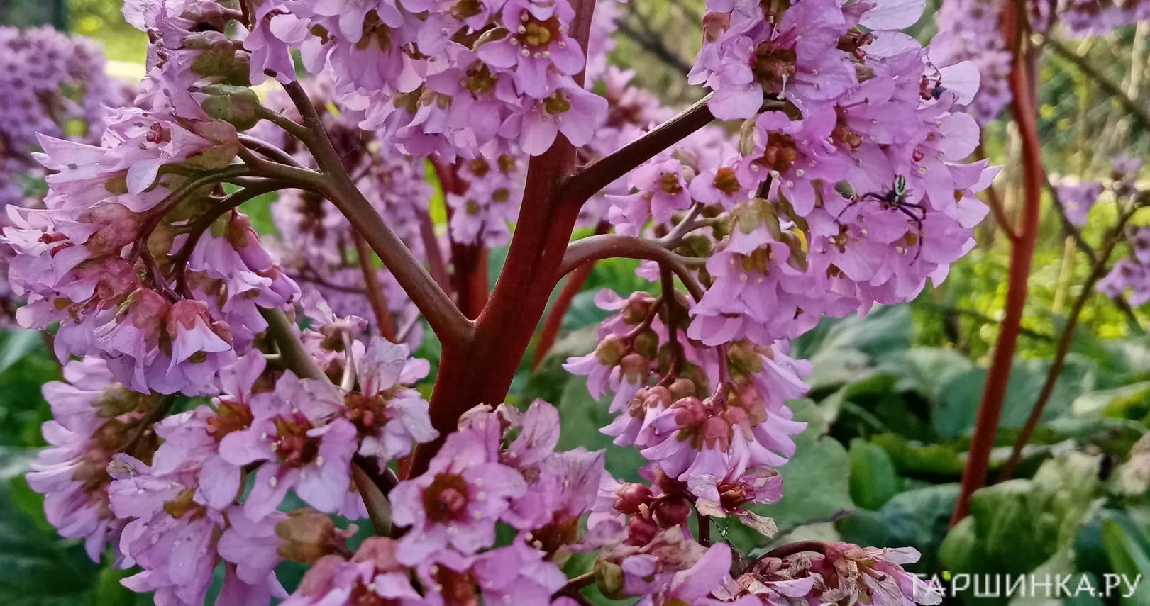 Бадан сердцелистный