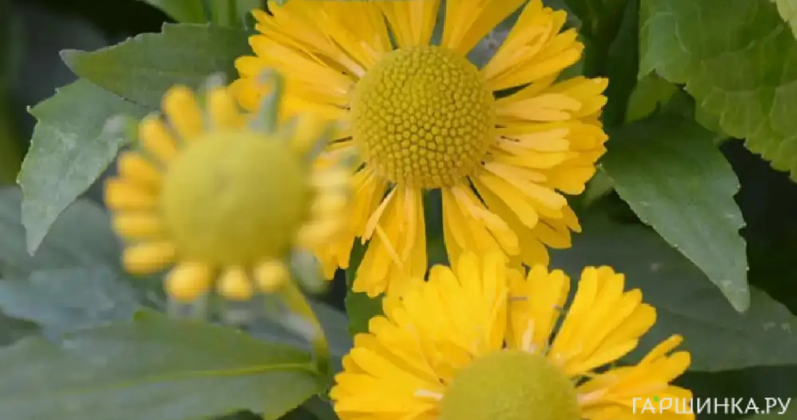 Гелениум Дабл Трабл