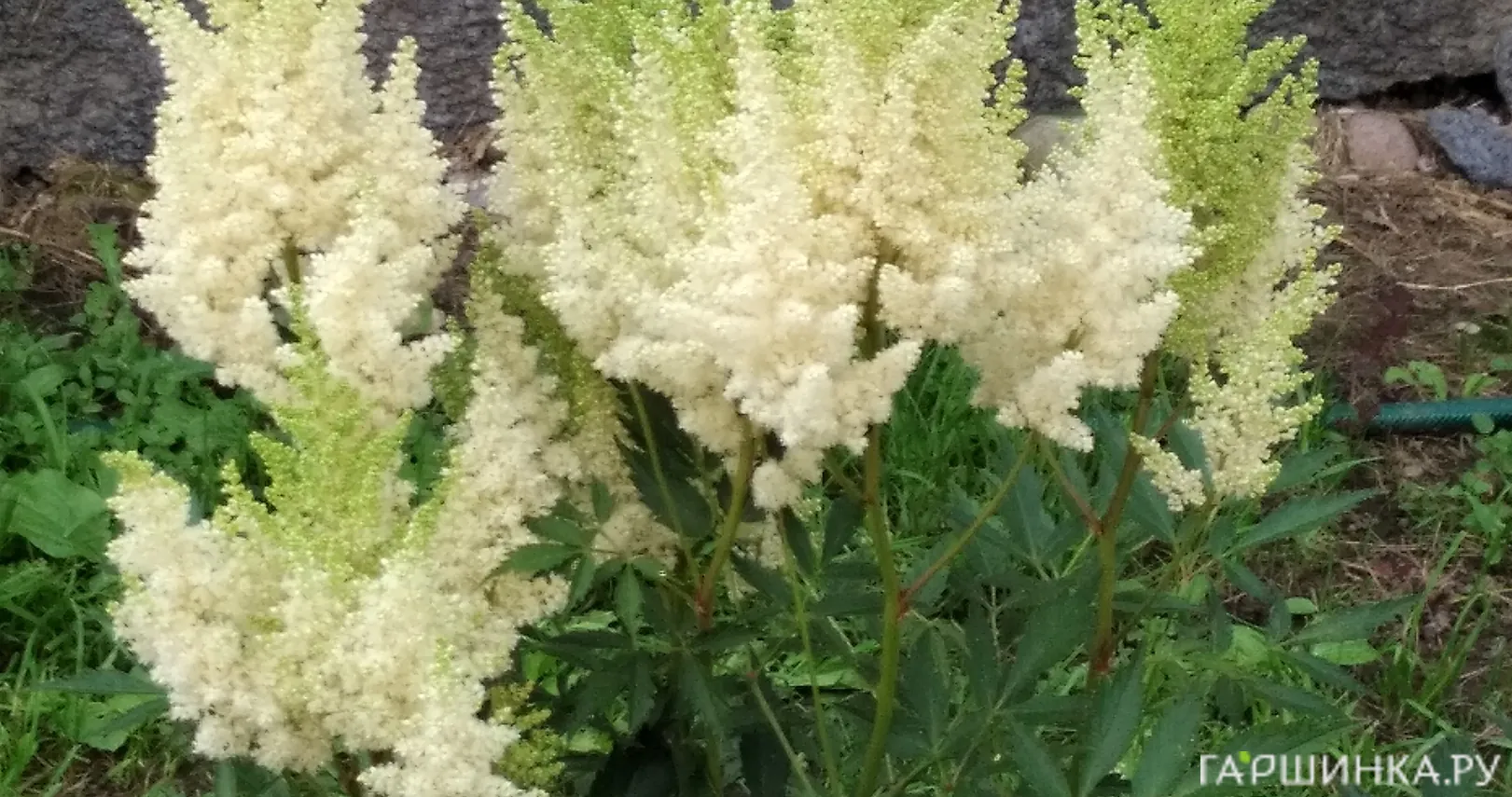 Астильба Арендса Вайс Глория