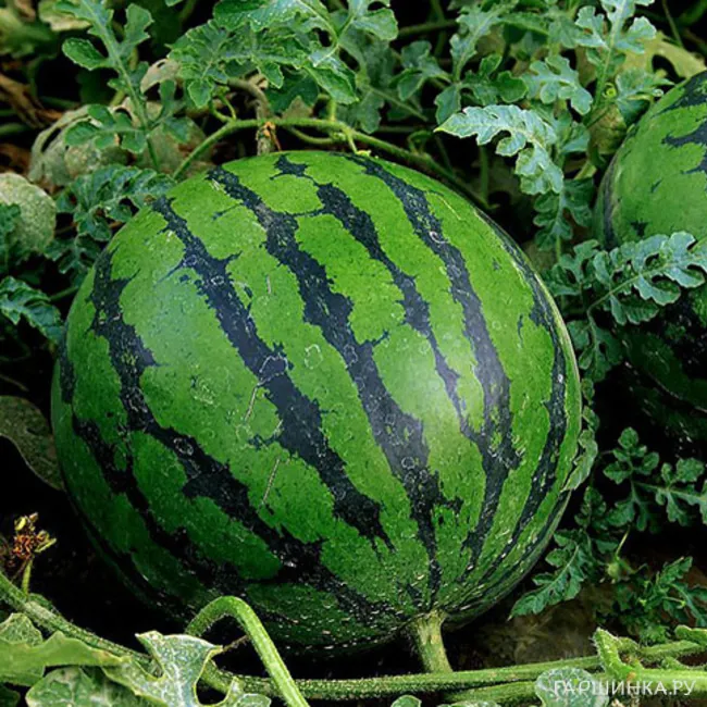 Арбуз Соренто F1 3шт