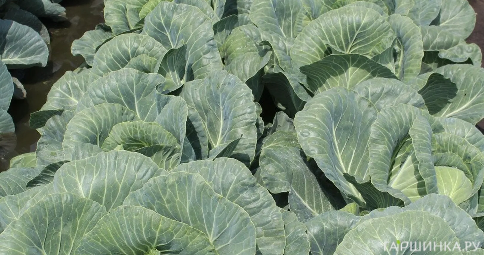 Капуста Ринда F1 белокочанная 15 шт