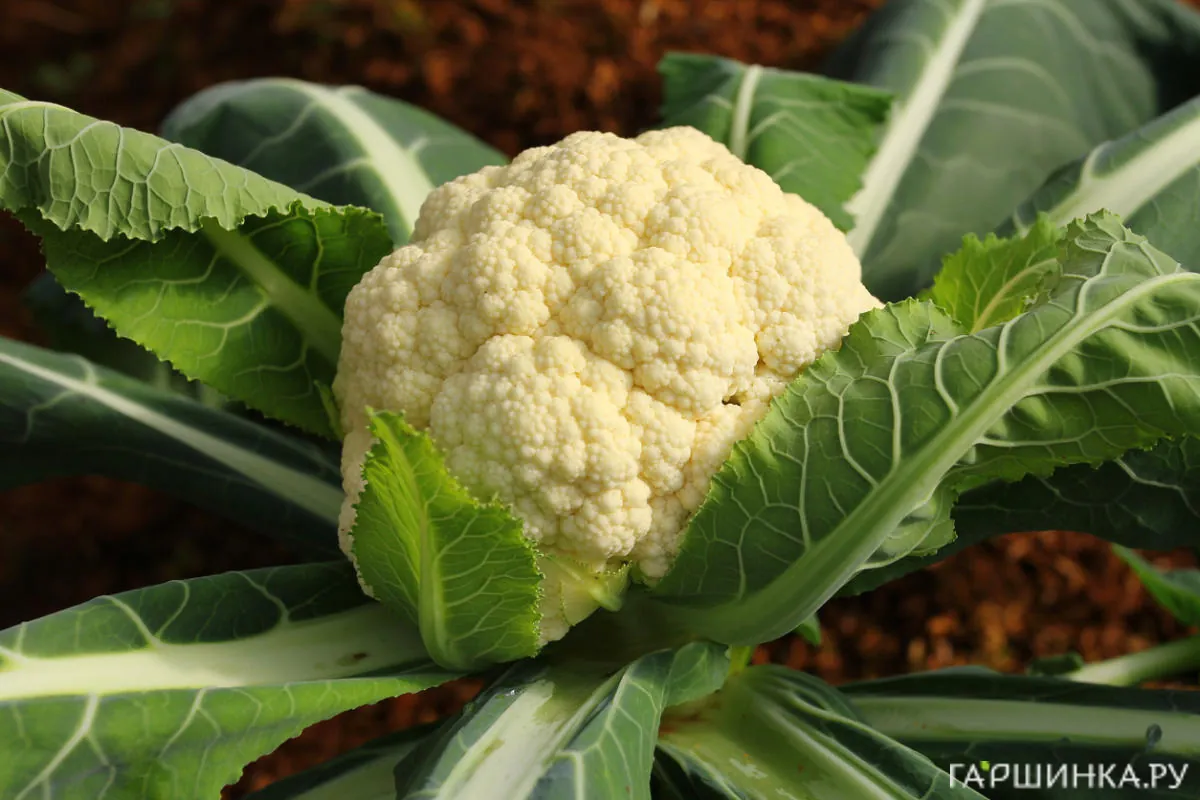 Цветная капуста Майорка F1 10 шт