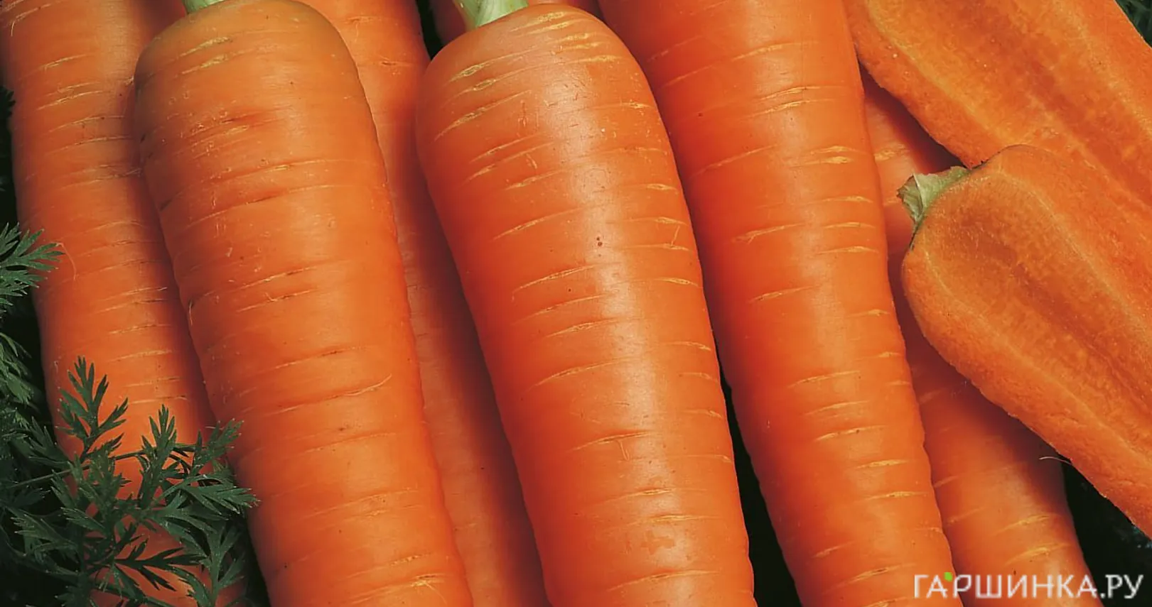Морковь Наполи F1