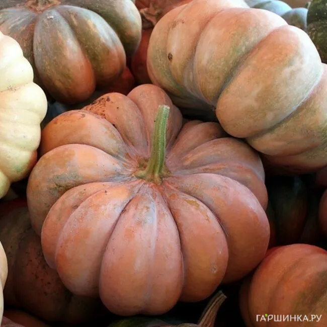Тыква Мускатная прованская F1 3шт