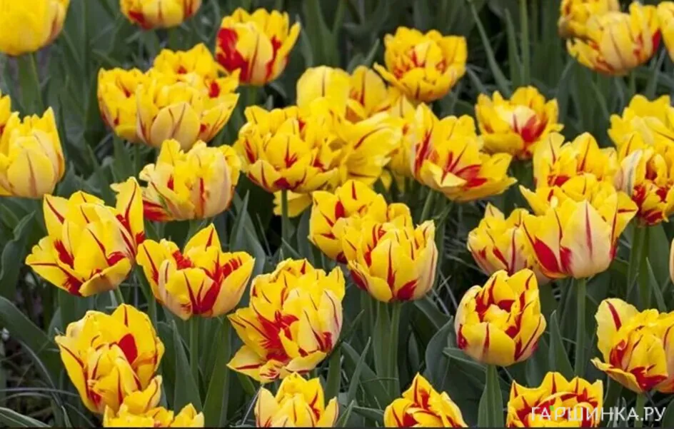 Тюльпан Монзела махровый ранний 5шт.