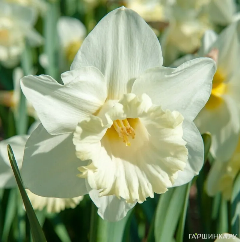 Нарцисс Маунт Худ крупнокорончатый 5шт.
