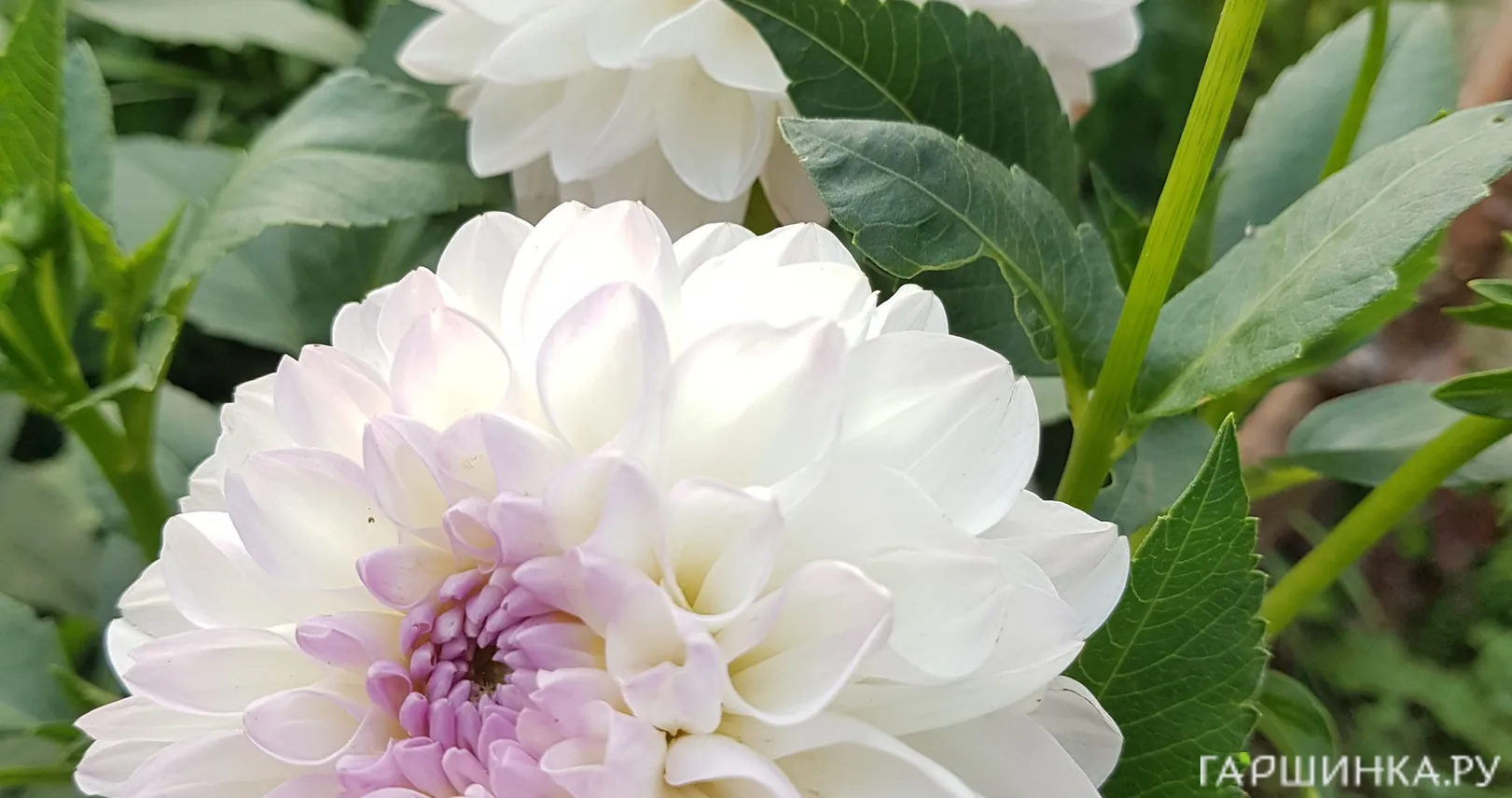 Георгина Эвелин шаровидная