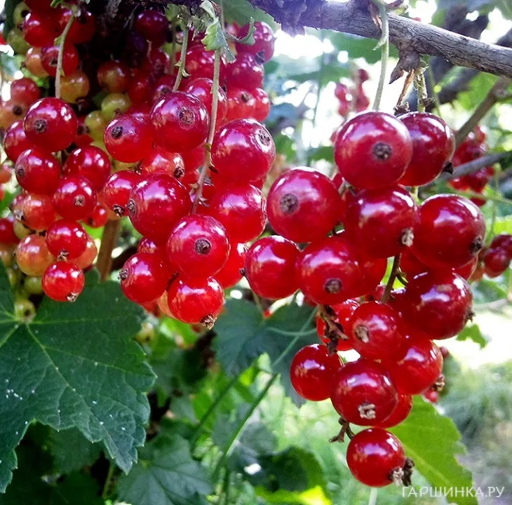 Смородина Сахарная