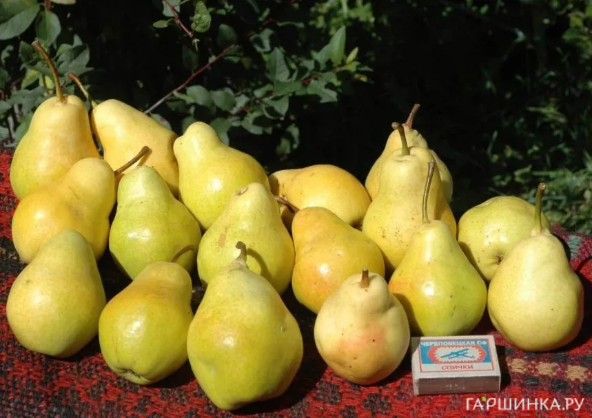 Груша Лада