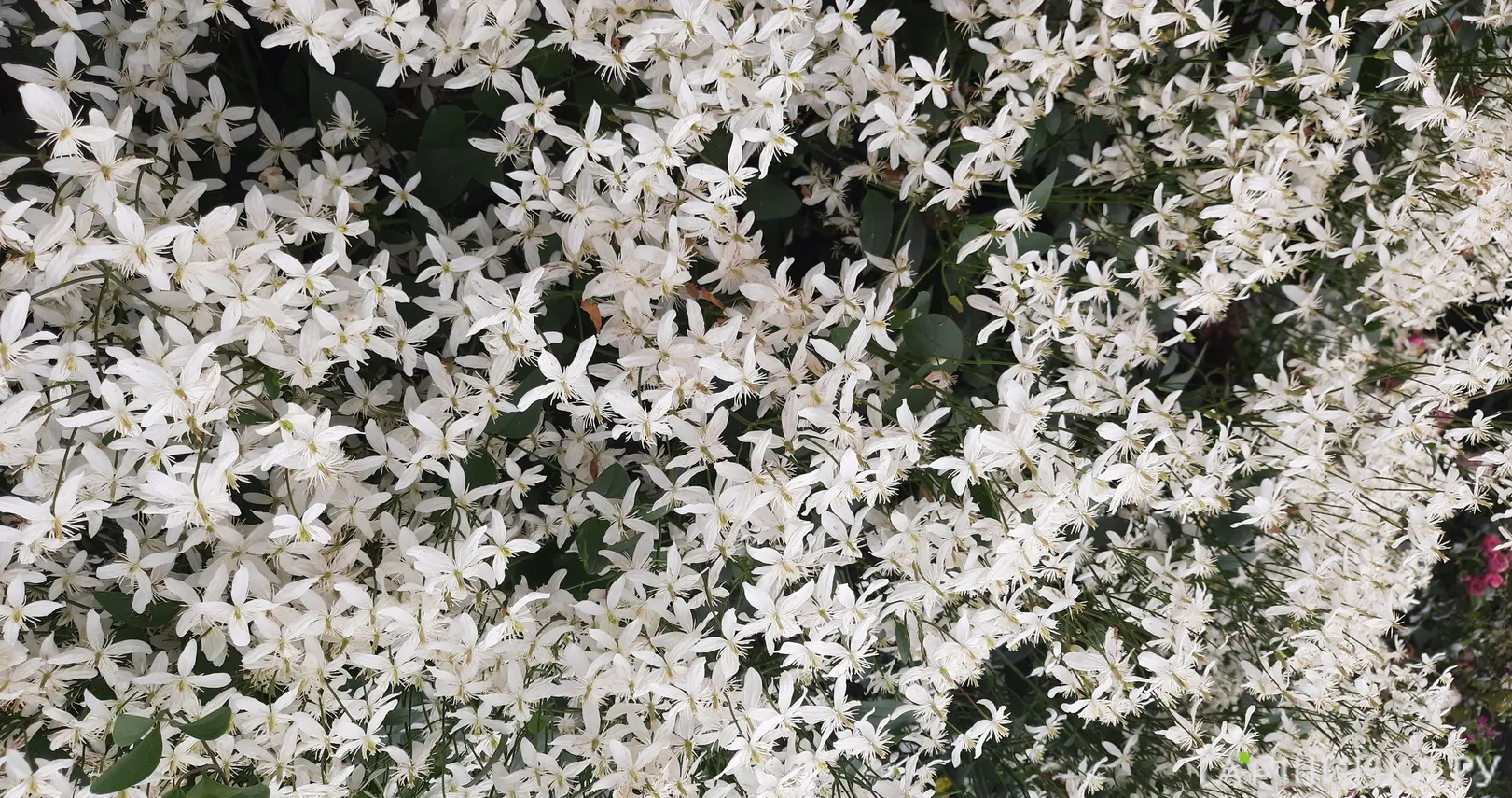 Клематис Манчжурский (3)