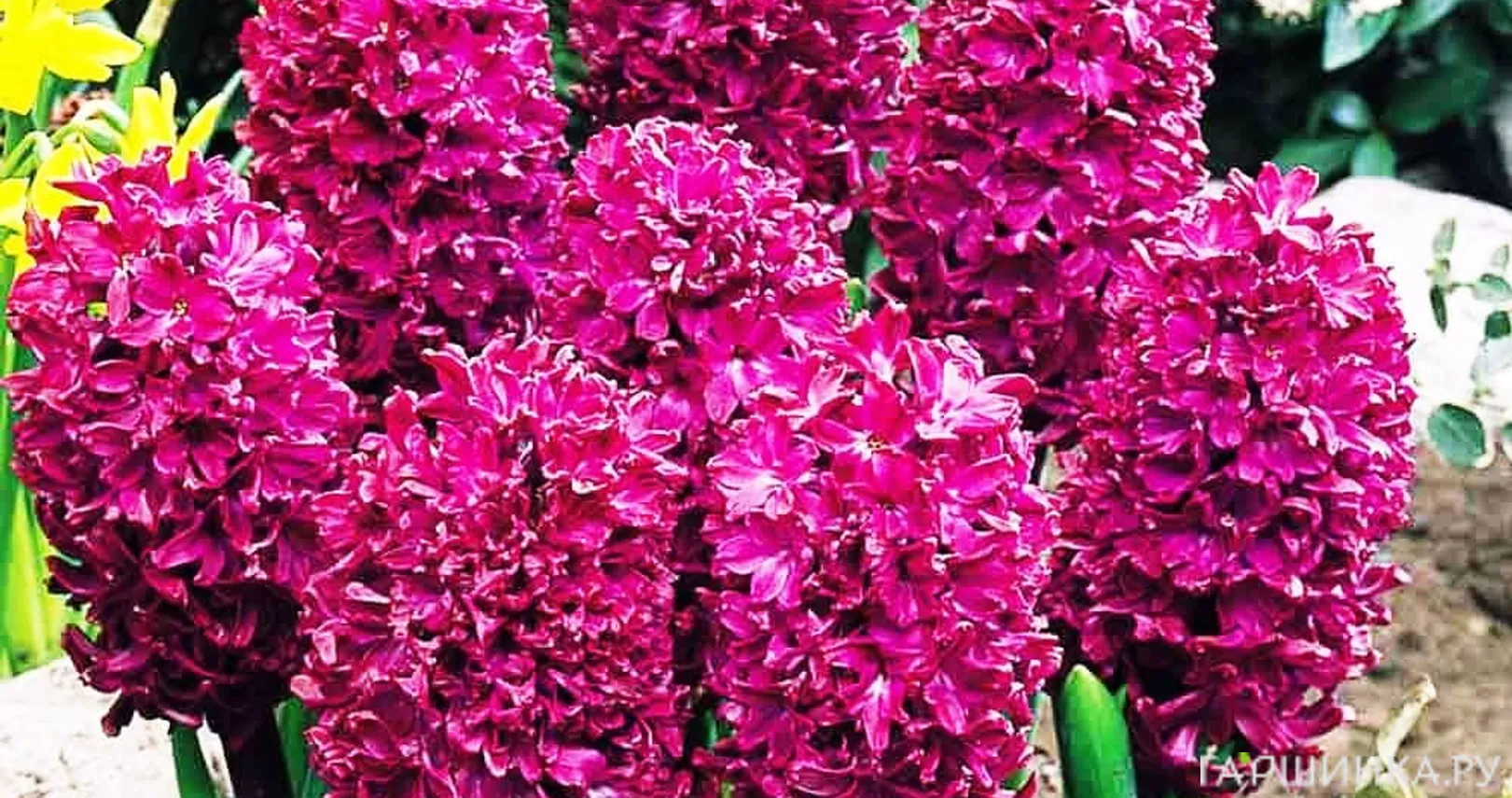 Гиацинт Вудсток 3 шт