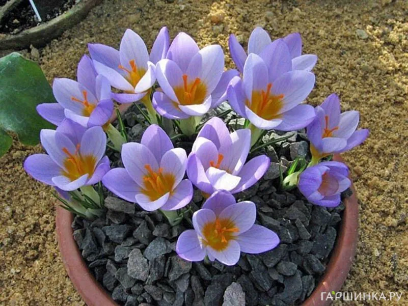 Крокус Файрфлай 15шт