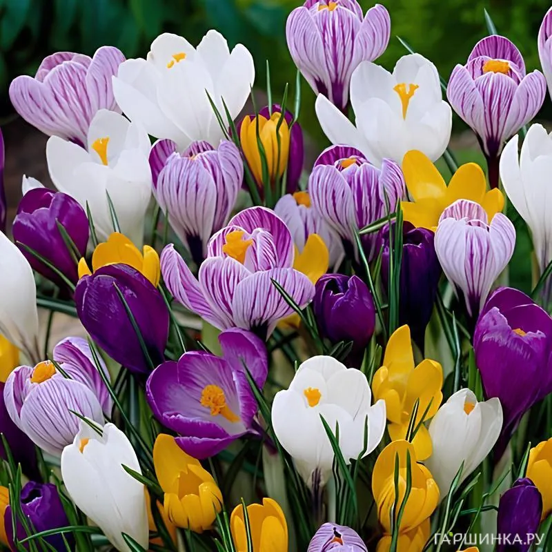 Крокусы ботанические Микс