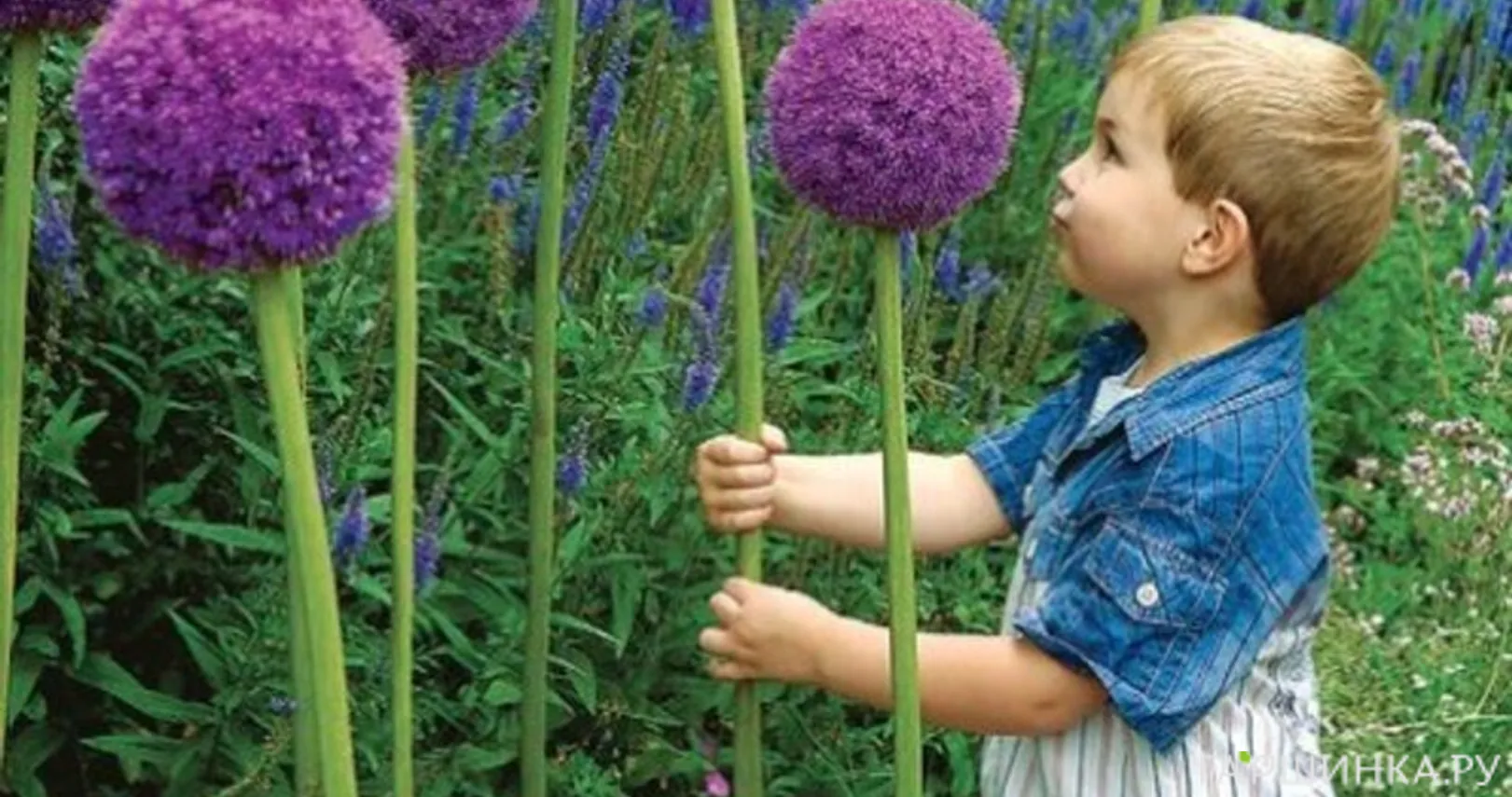 Лук декоративный Гладиатор 1 шт