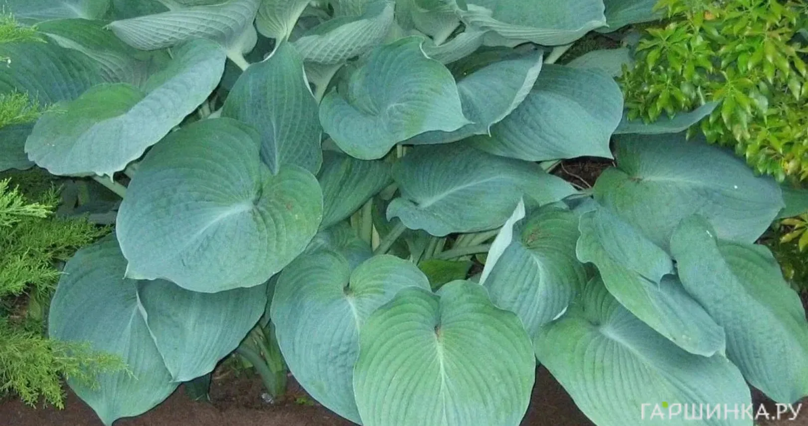 Хоста Джурайссик Парк (XL)