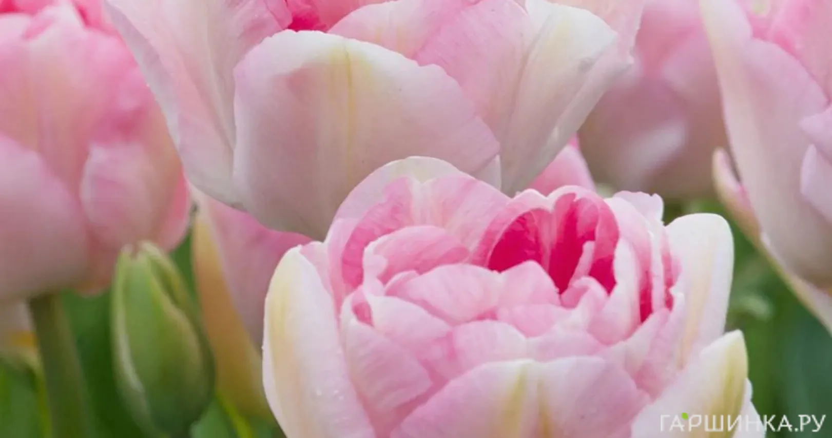 Тюльпан Анжелика 5 шт