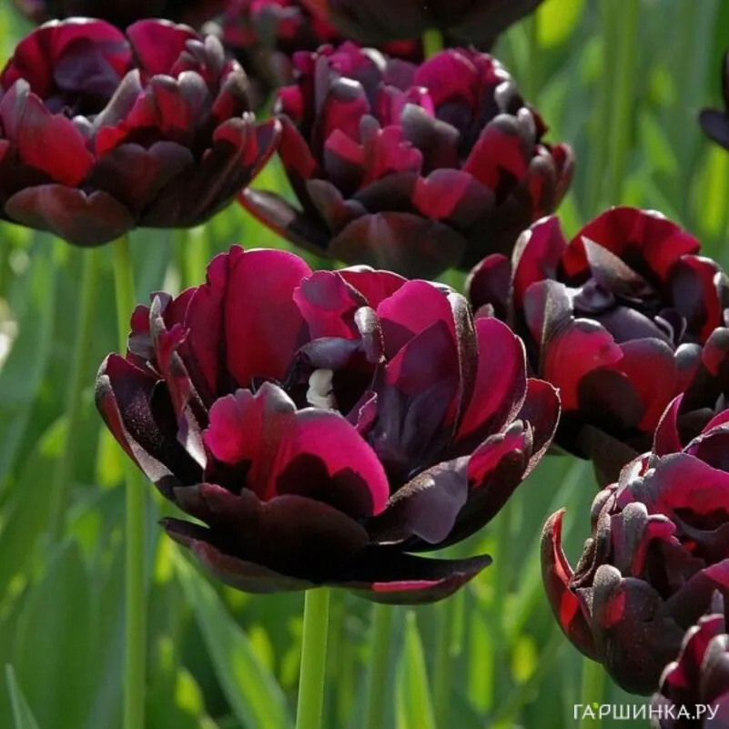 Тюльпан Блэк Хиро махровый 5шт