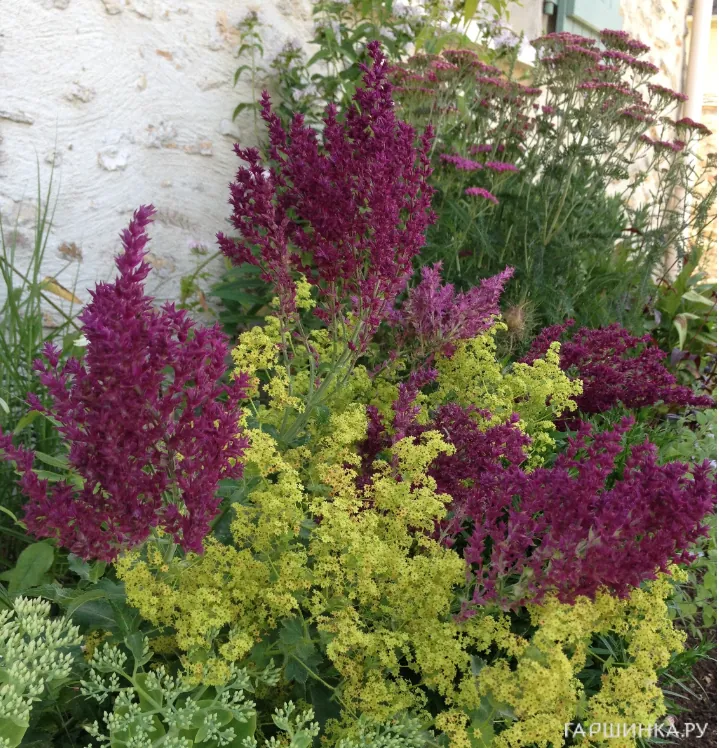 Шалфей (сальвия) дубравный Швелленбург