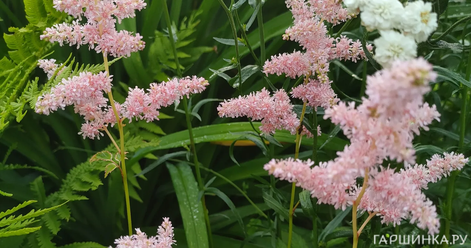 Астильба Арендса Брессингем Бьюти