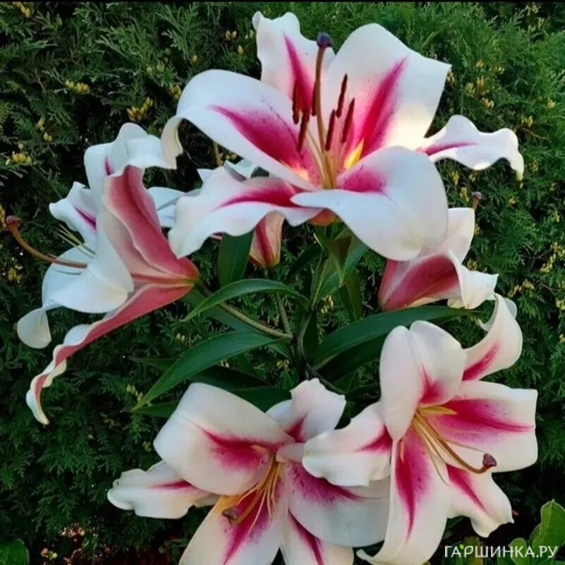 Лилия Гаучо ОТ-гибрид розовая