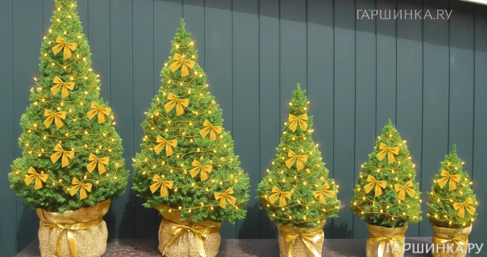 Ель канадская Коника