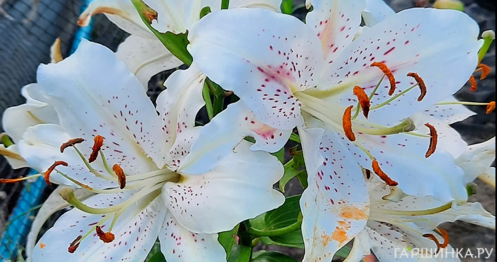 Лилия Мускадет восточная