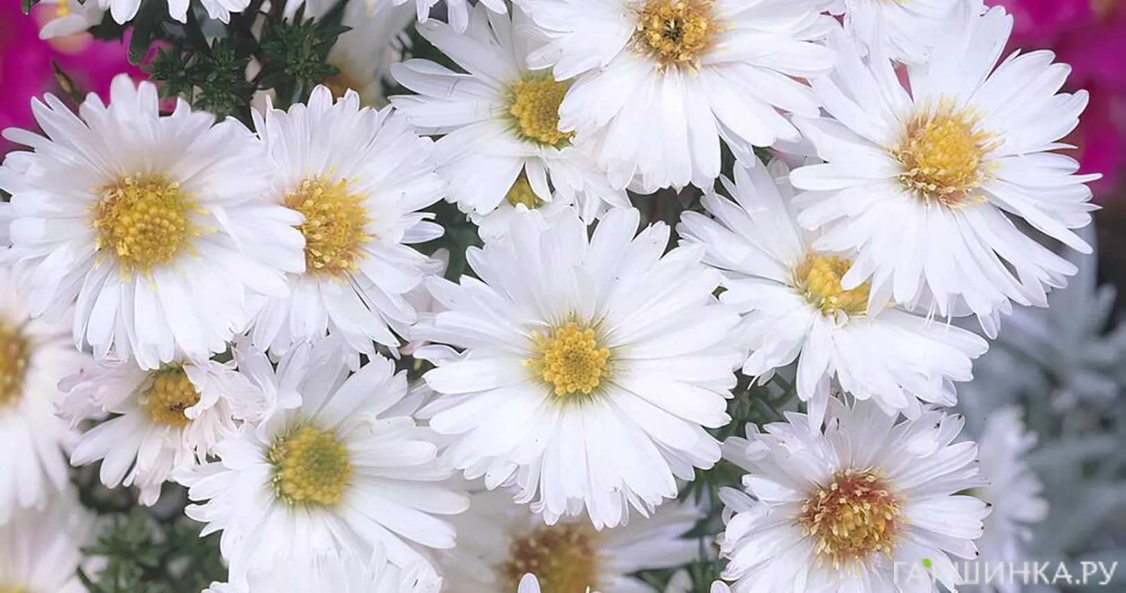 Астра Вайт Ледиз новобельгийская