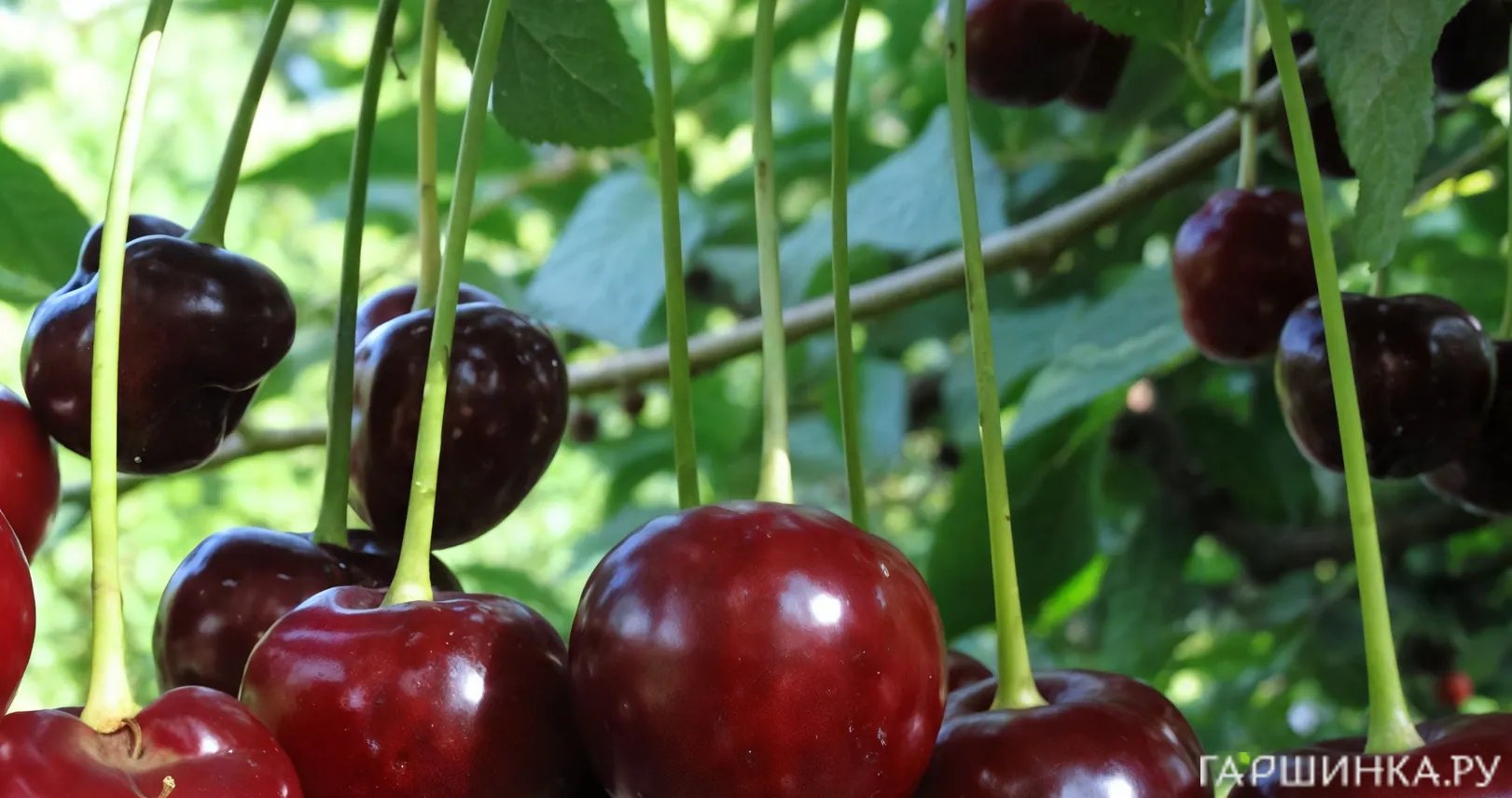 Вишня Владимирская