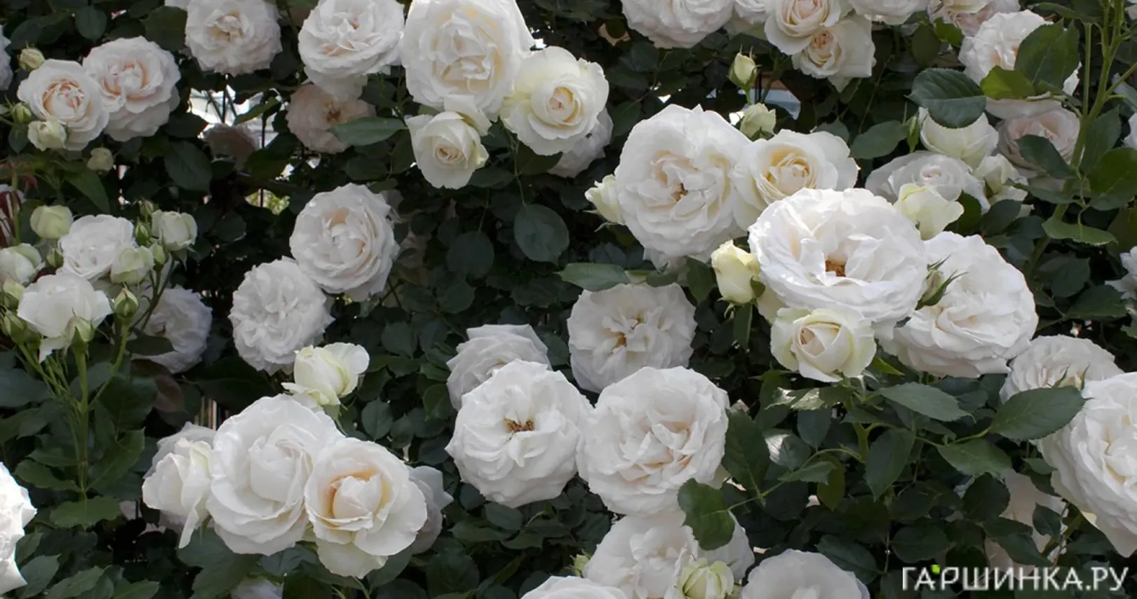 Роза Сван Лейк плетистая, Imperial Rose