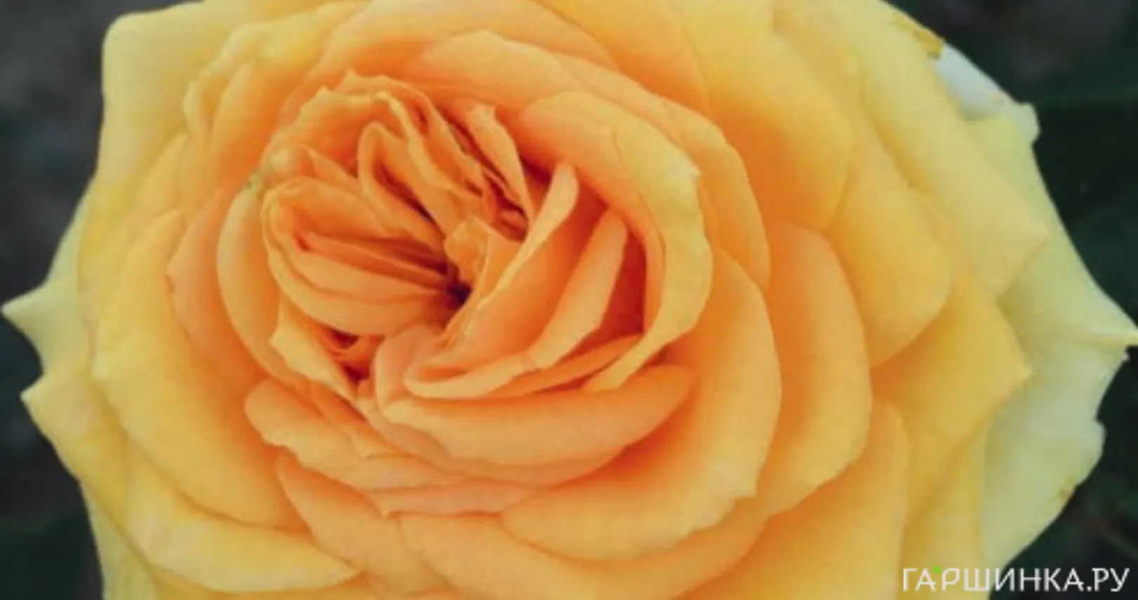 Роза Лион чайно-гибридная, Imperial Rose