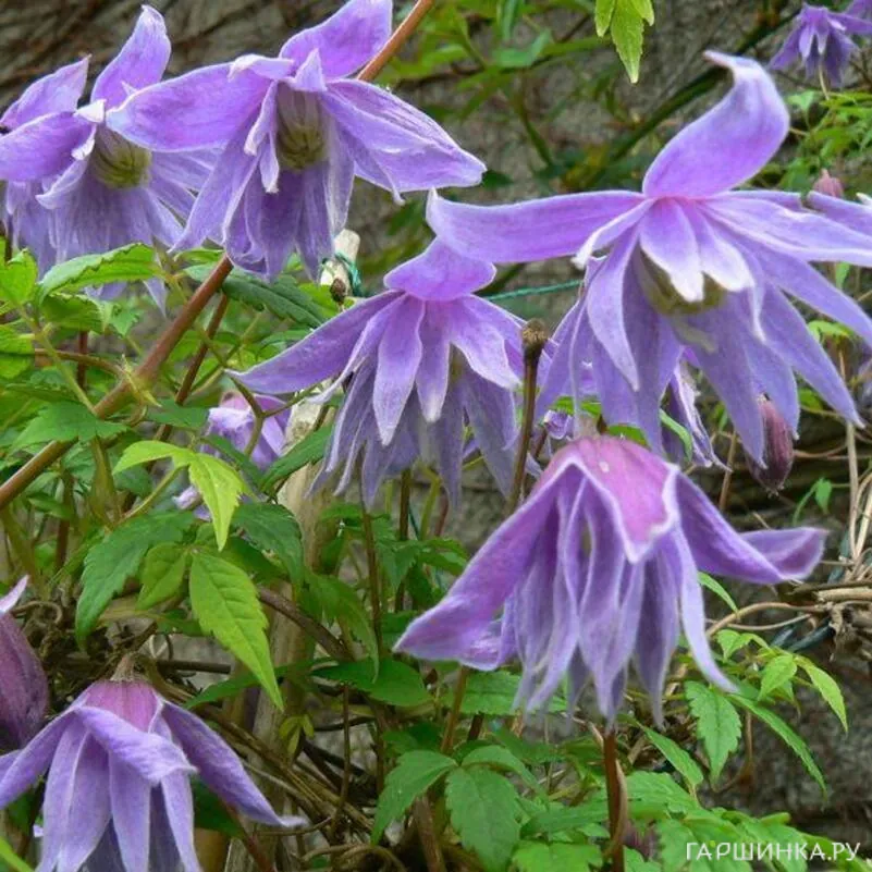 Клематис (Княжик) Сесиль махровый мелкоцветковый (1)