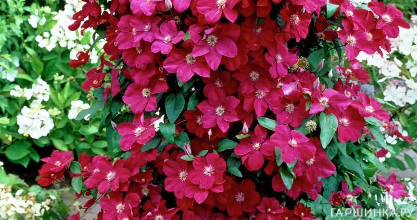 Клематис Эрнест Маркхем крупноцветковый (3)