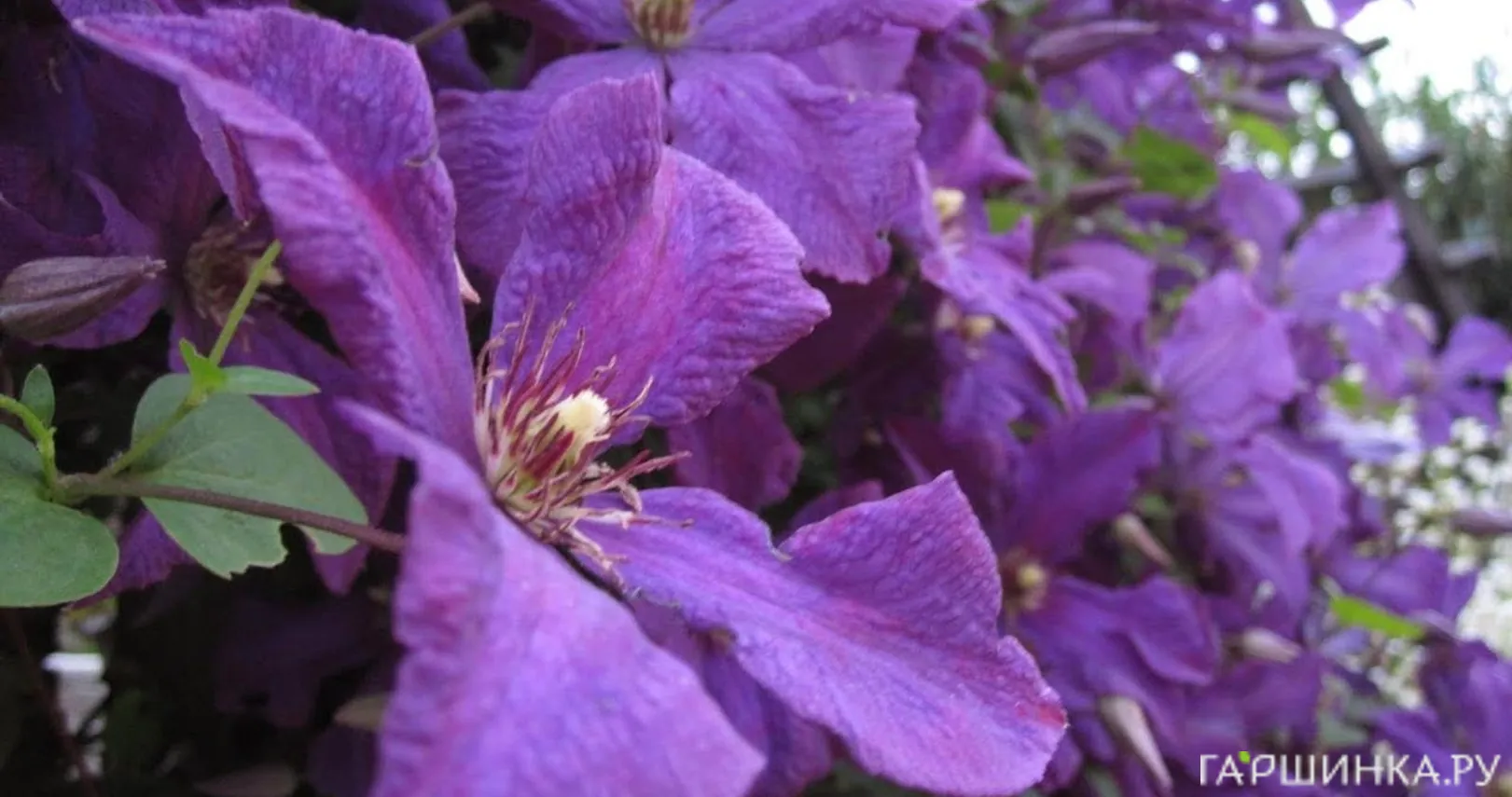 Клематис Полиш Спирит крупноцветковый(3)