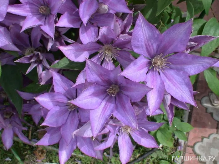 Клематис Дороти Валтон мелкоцветковый (3)