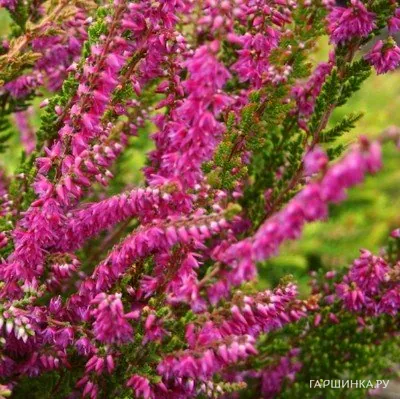 Вереск Perestrojka