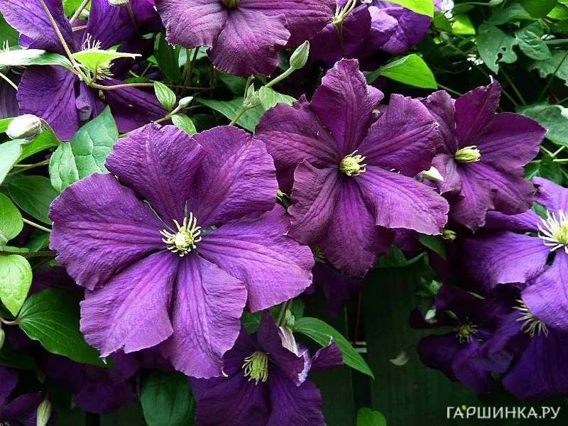 Клематис Этуаль Виолет (Фиолетовая звезда) крупноцветковый (3)