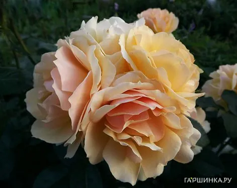 Роза Ханзештадт Росток флорибунда, Тантау (лиц)