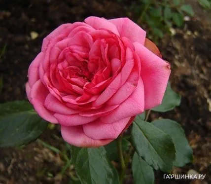 Роза Гете Роуз чайно-гибридная, Тантау (лиц)