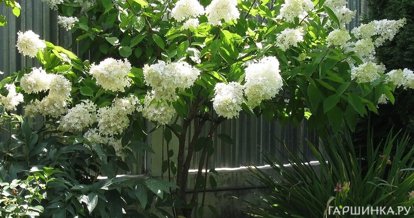 Гортензия Лаймлайт на штамбе 55см